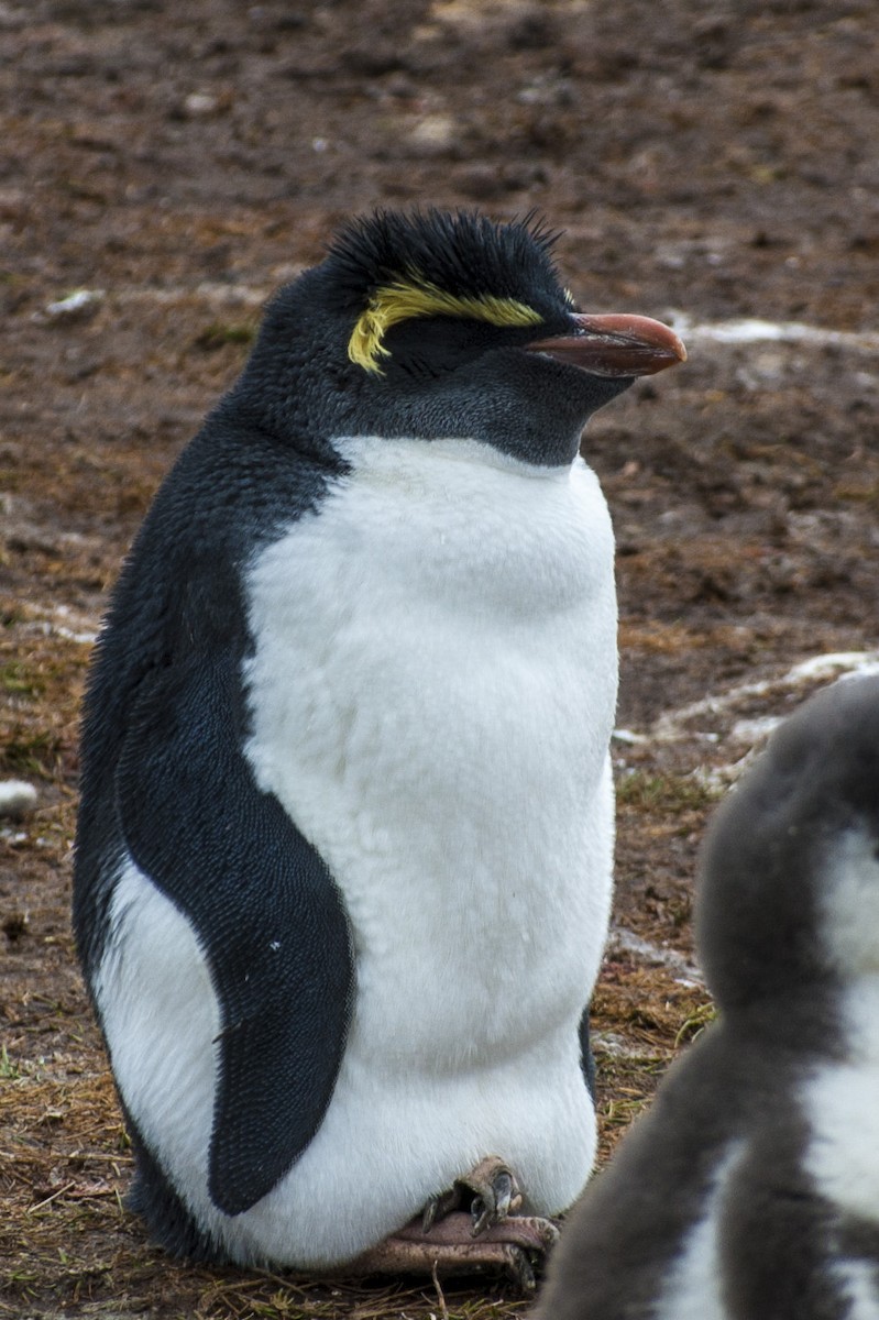 Pingüino Saltarrocas Septentrional - ML84876731