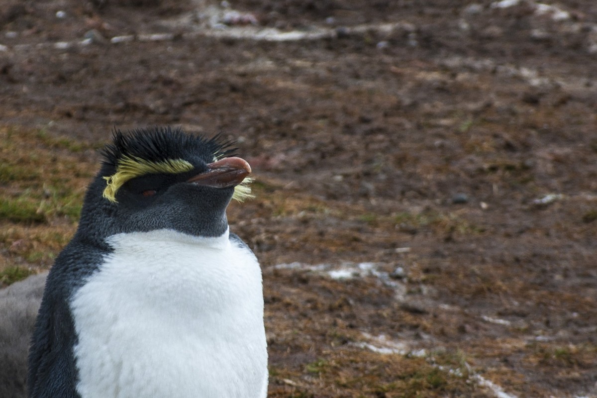 Pingüino Saltarrocas Septentrional - ML84876741