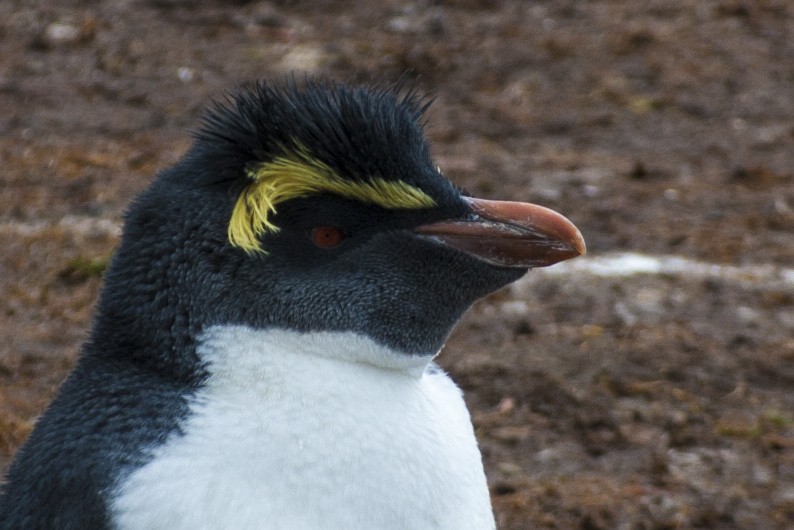 Pingüino Saltarrocas Septentrional - ML84876761