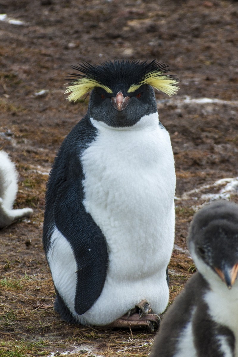 Pingüino Saltarrocas Septentrional - ML84876801
