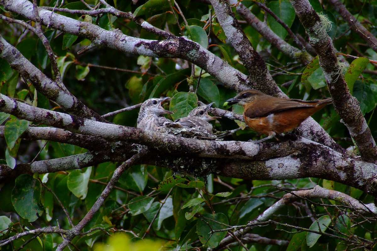 Mauritius Cuckooshrike - Shane Sumasgutner