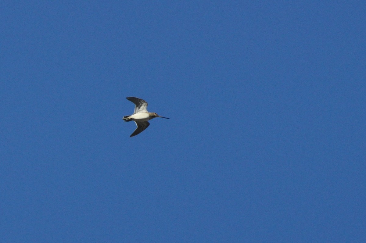 Common Snipe - ML84876981