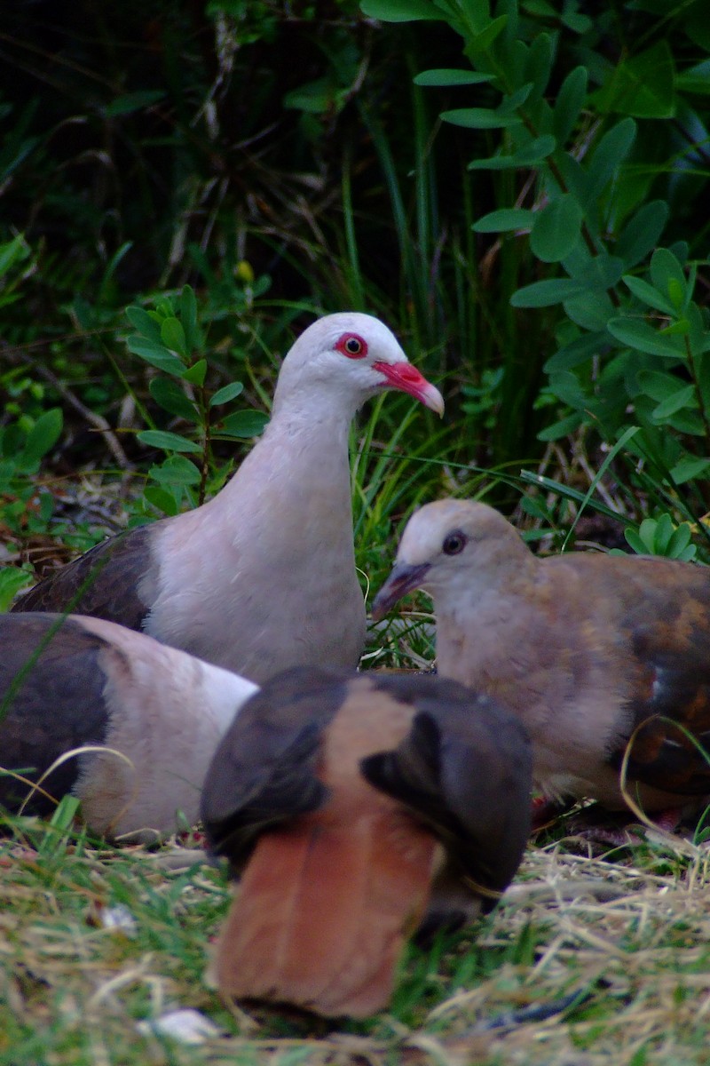 Pink Pigeon - ML84877721