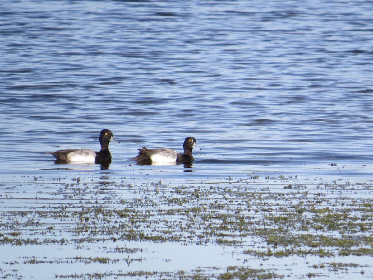 Greater Scaup - Corrine Folsom-O'Keefe