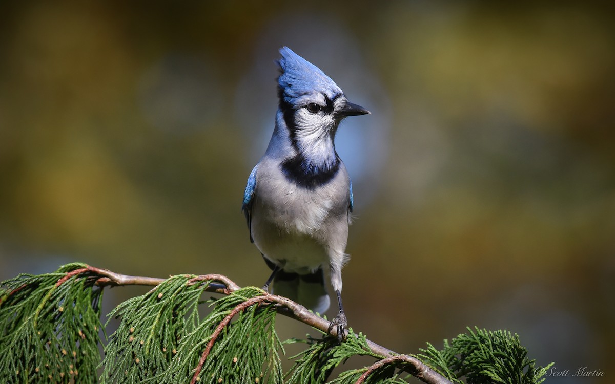 Blue Jay - ML84878641