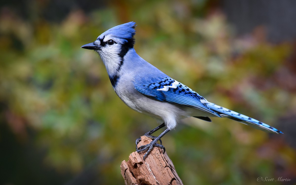 Blue Jay - ML84878861