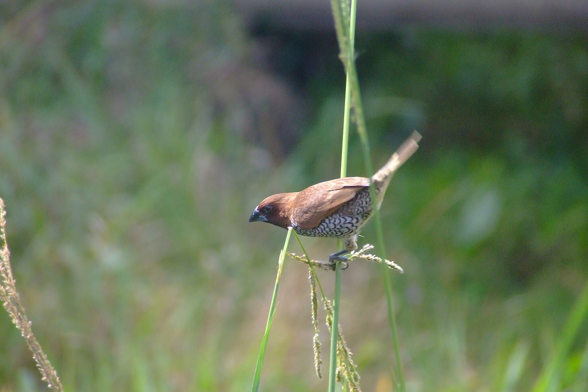 Scaly-breasted Munia - ML84879951