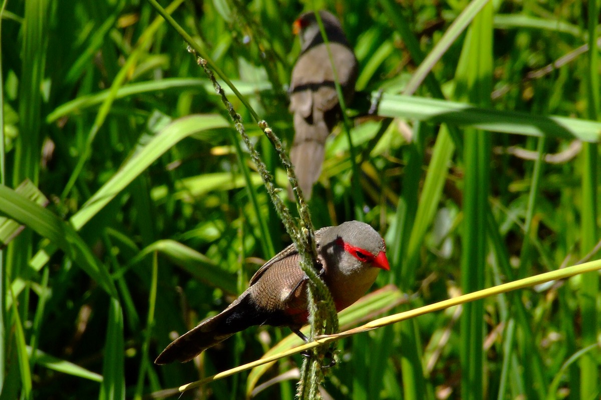 Common Waxbill - ML84880151