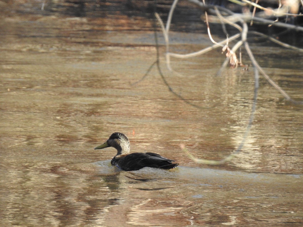American Black Duck - ML84880621