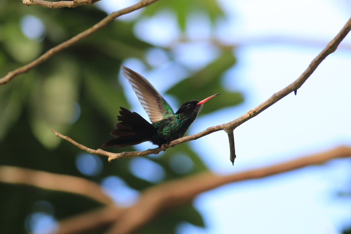 Red-billed Streamertail - ML84883171