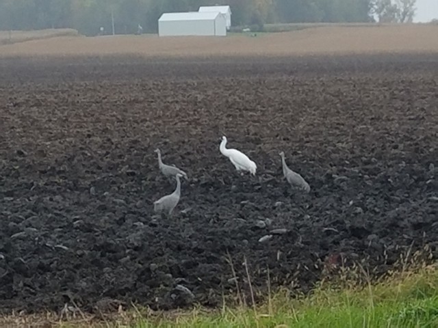 Whooping Crane - ML84883441