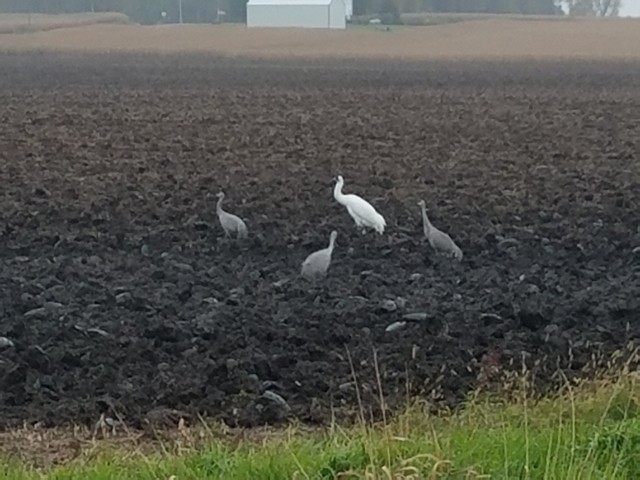 Whooping Crane - ML84883461