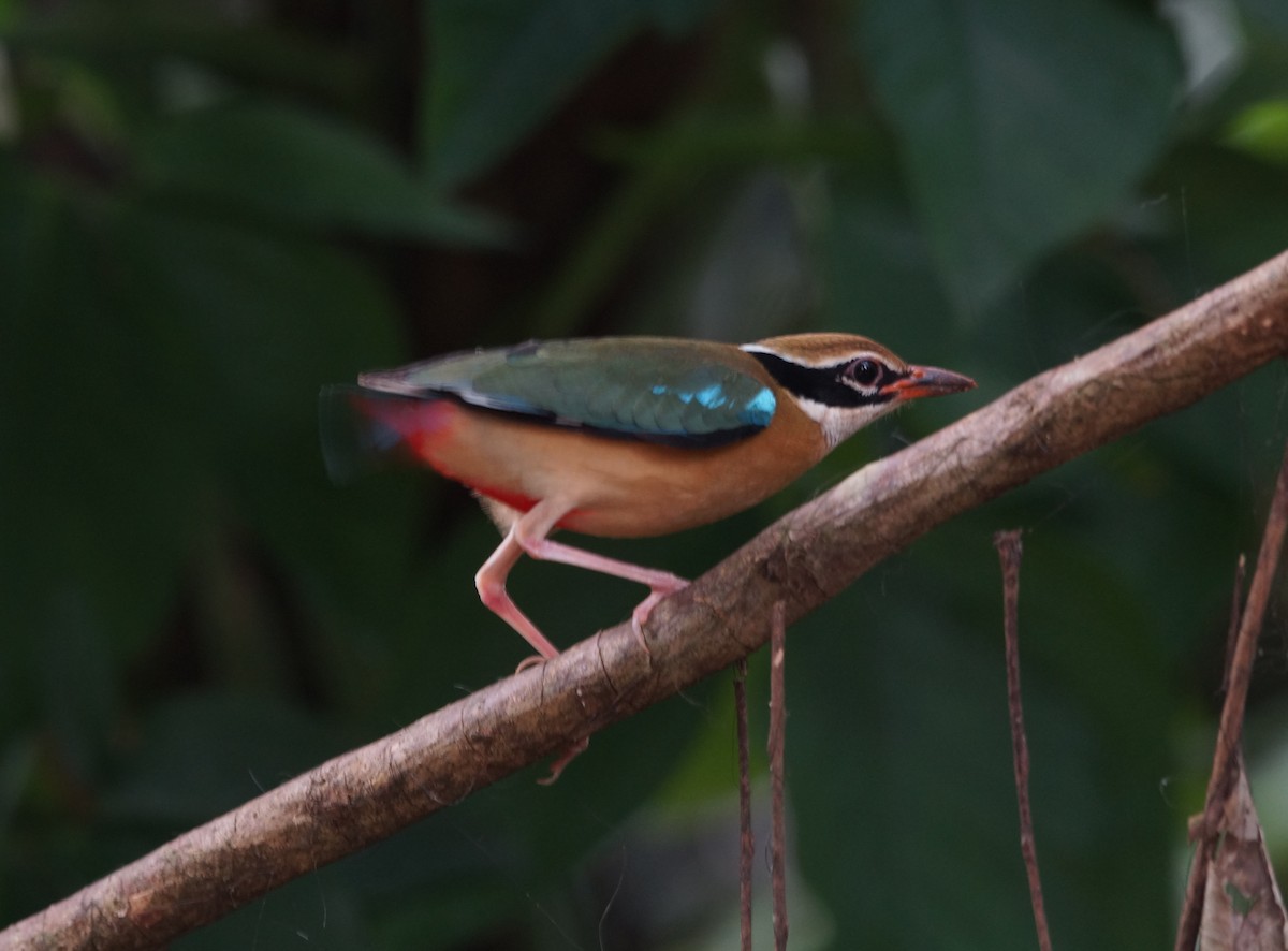 Indian Pitta - ML84884261