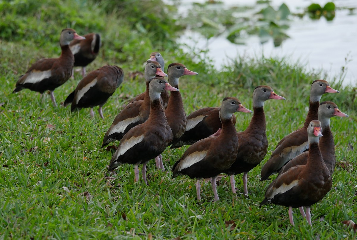 Black-bellied Whistling-Duck - ML84884271
