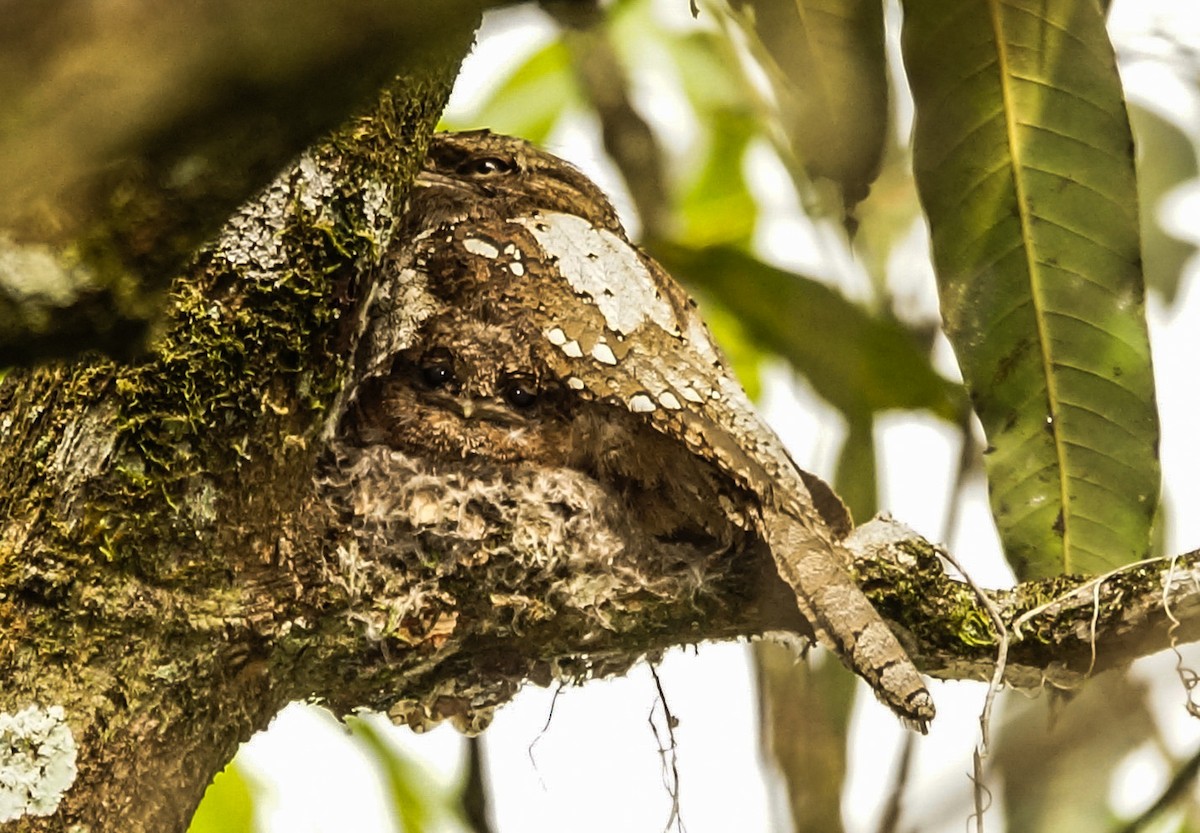 Sri Lanka Frogmouth - ML84884531