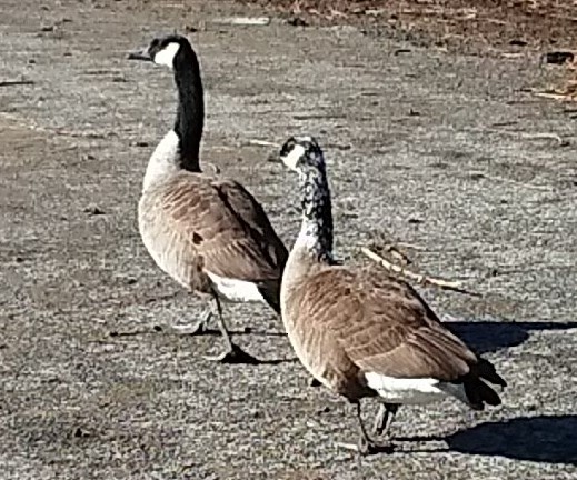 goose sp. - ML84884631