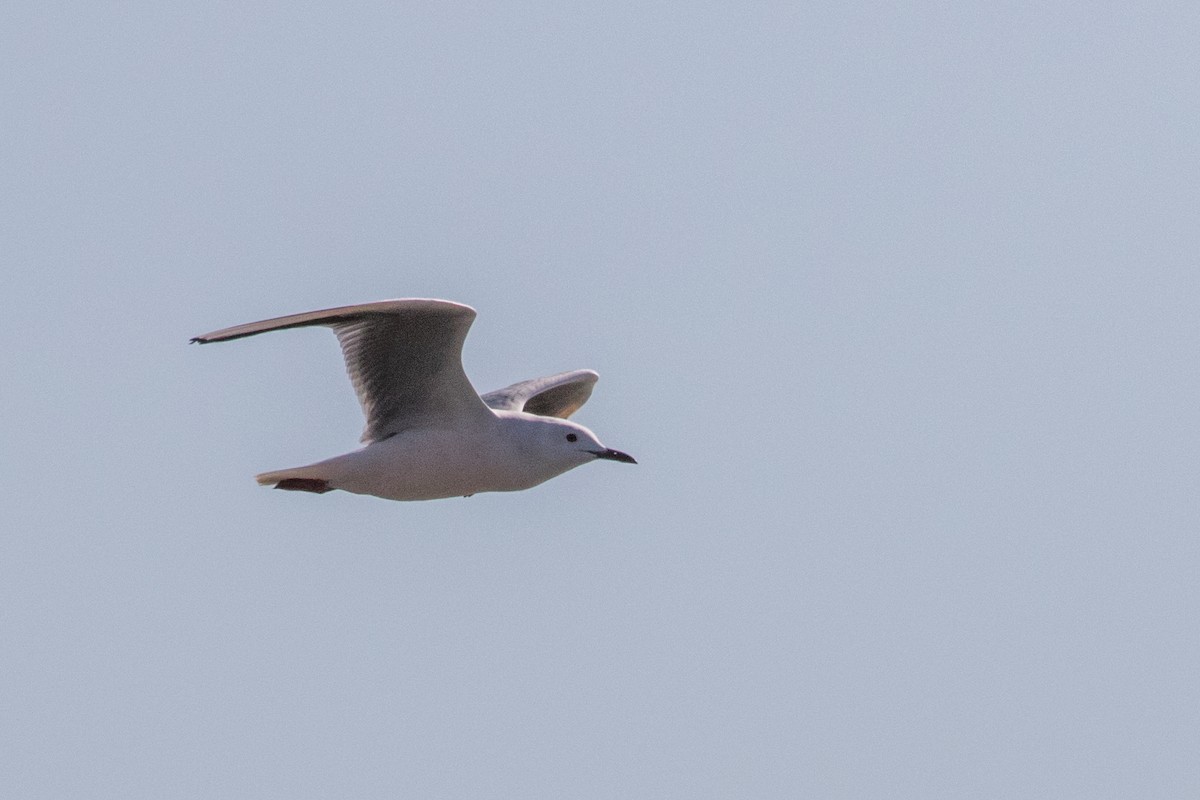 Gaviota Picofina - ML84884681