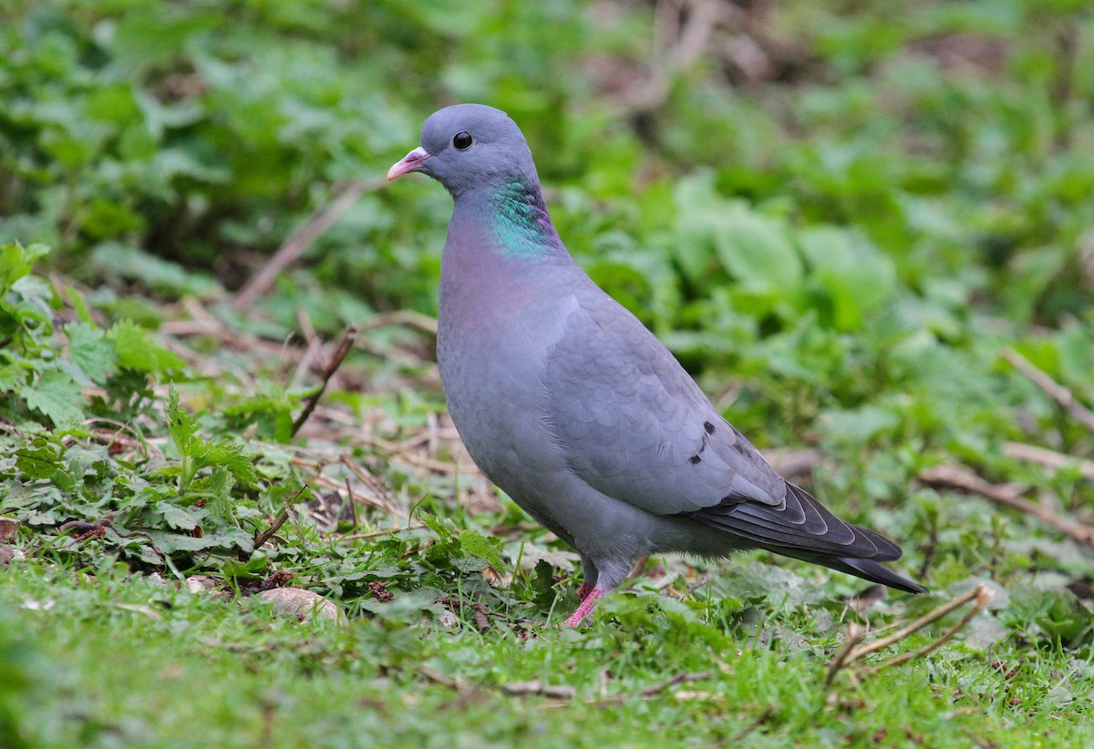 Stock Dove - Paul Lewis