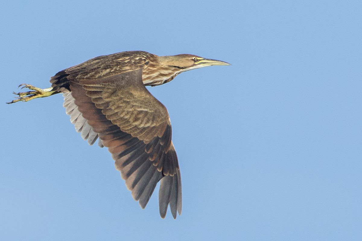 American Bittern - ML84885381