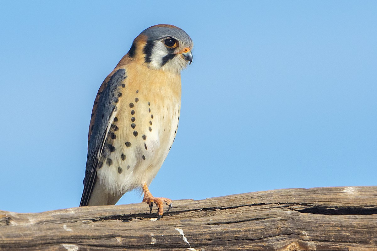 American Kestrel - ML84885481