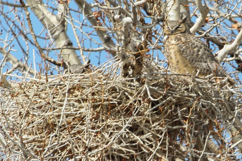 Great Horned Owl - ML84885701