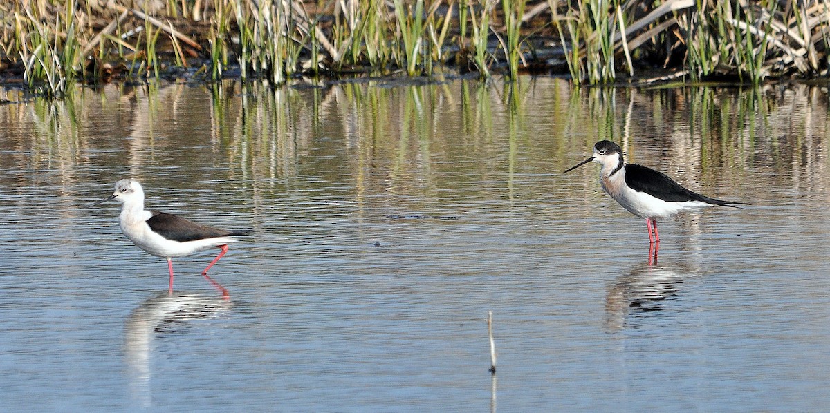 Black-winged Stilt - ML84885711