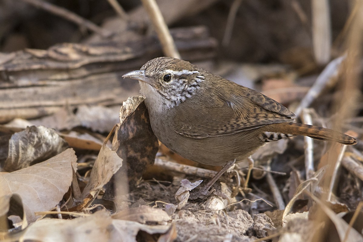 Sinaloa Wren - Bradley Hacker 🦜