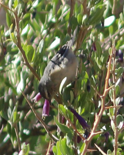 Cinereous Conebill - Anonymous