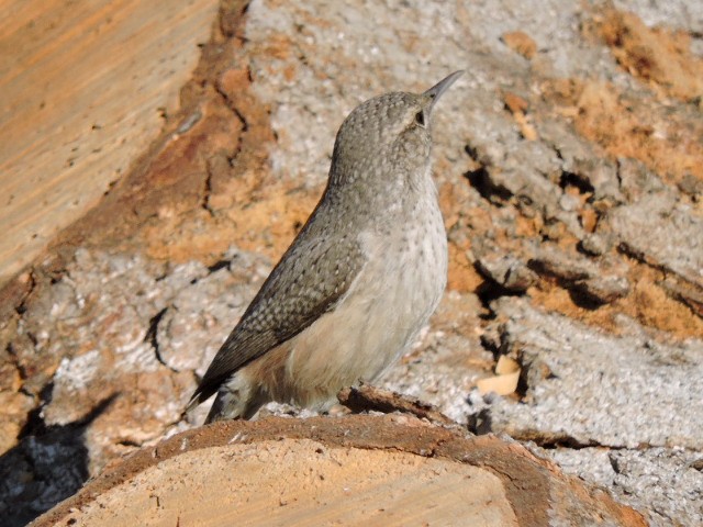 Rock Wren - Gail DeLalla