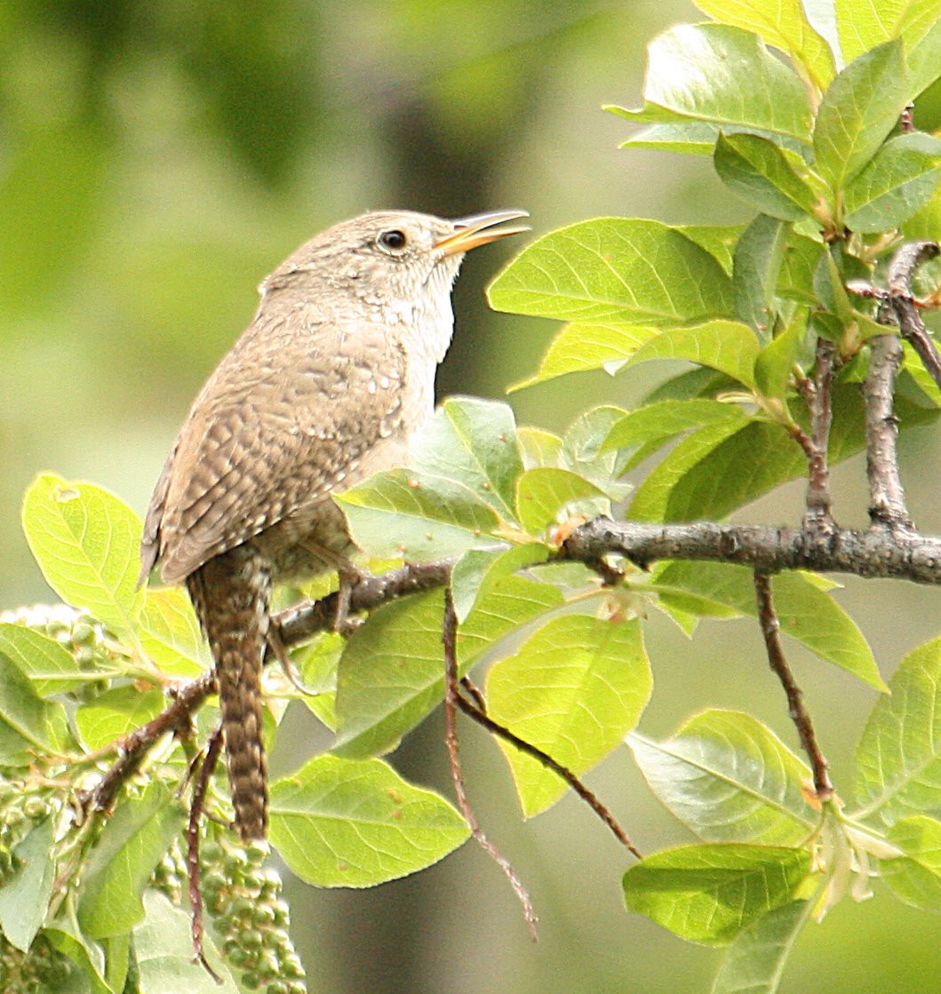 House Wren - ML84888411