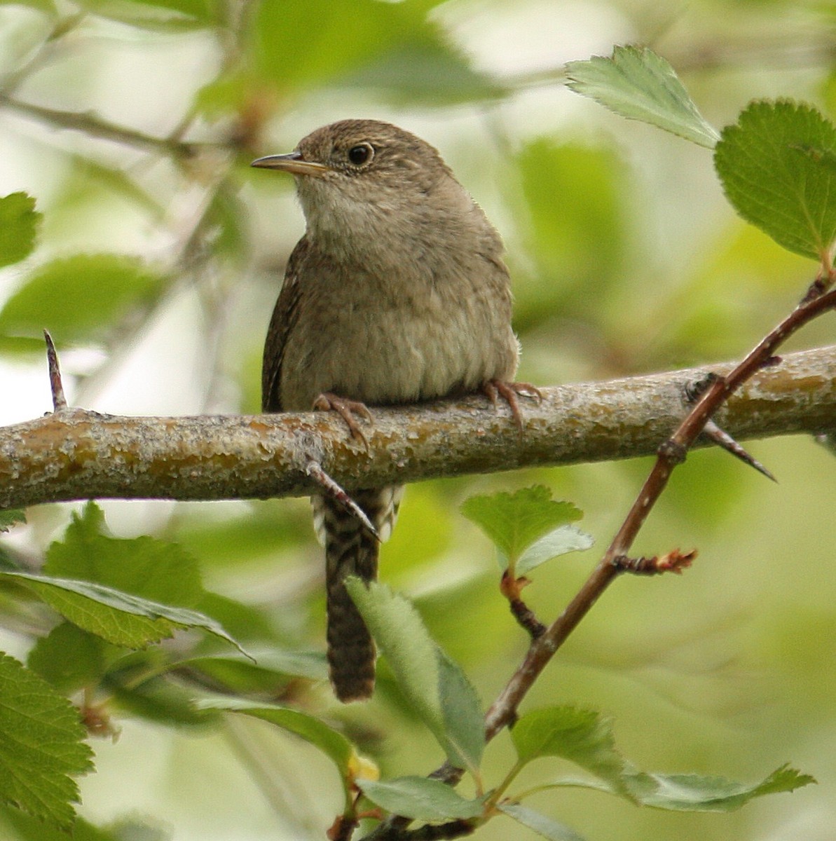 House Wren - ML84888421