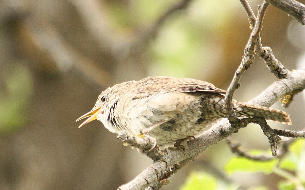 House Wren - ML84888441