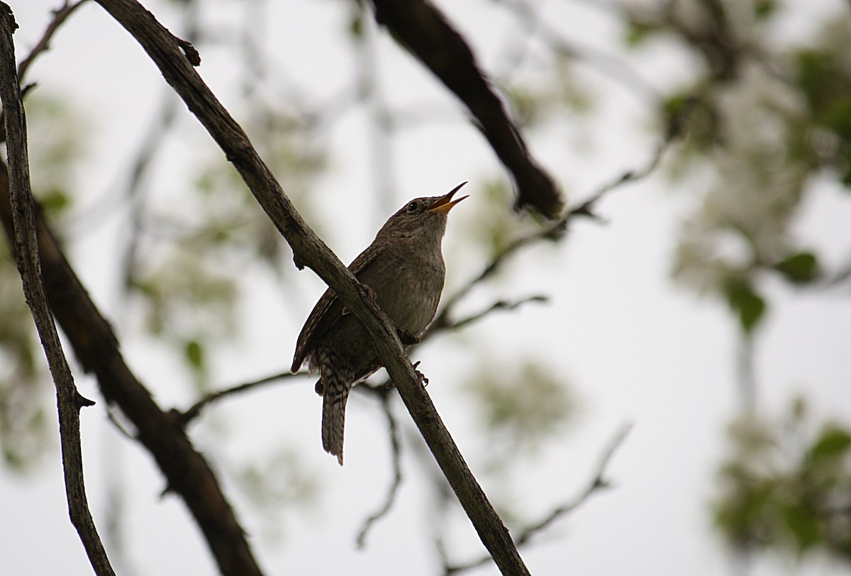 House Wren - ML84888471