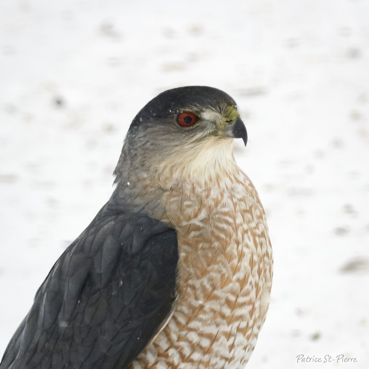 Cooper's Hawk - ML84888611