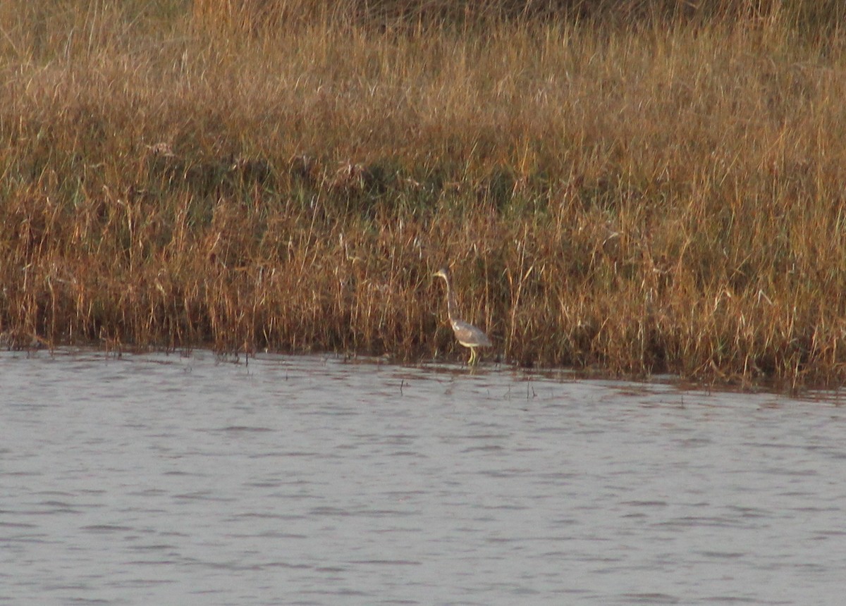 Tricolored Heron - ML84888941