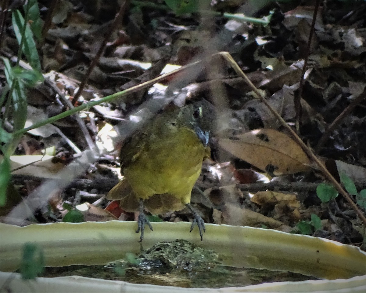 Bulbul à poitrine jaune - ML84890471