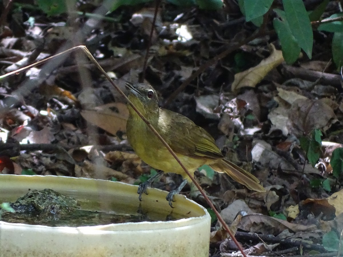 Bulbul à poitrine jaune - ML84890551