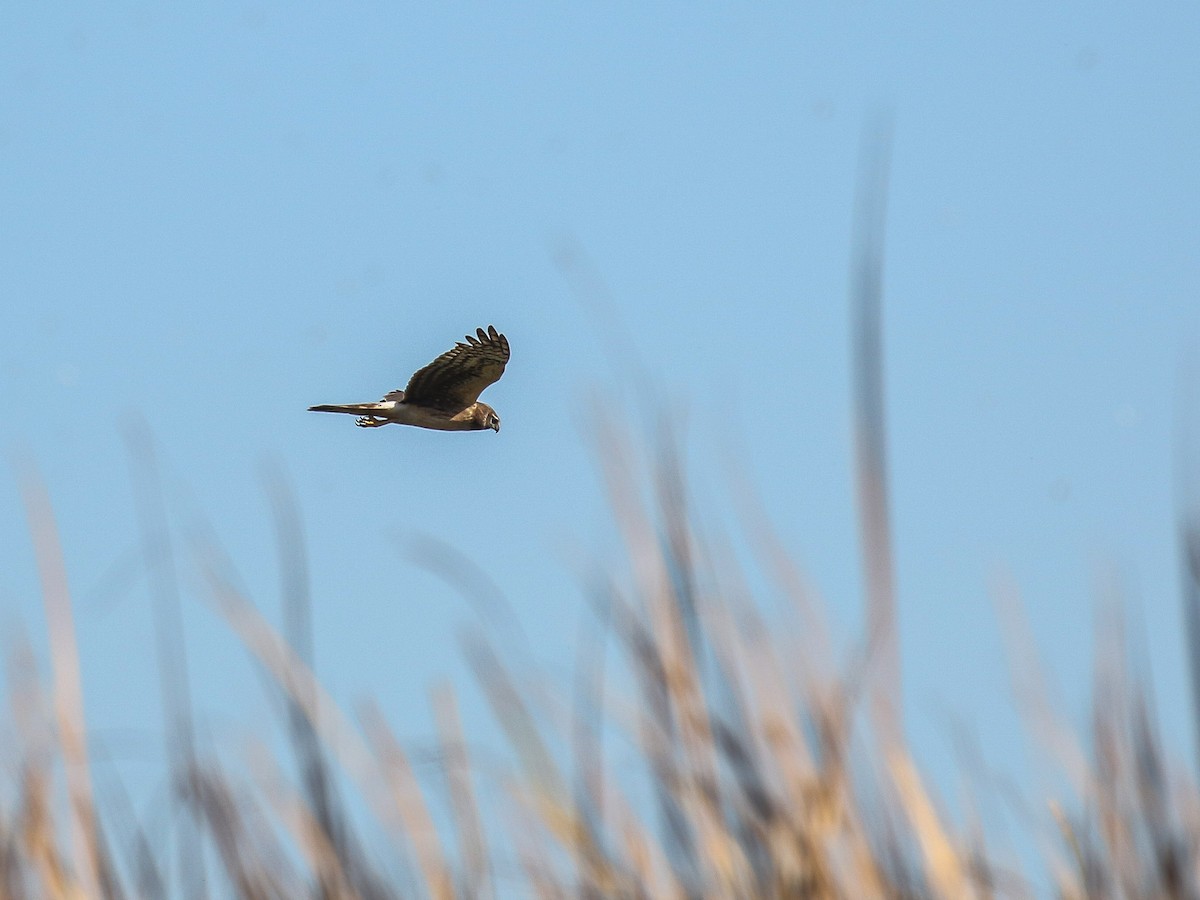 Northern Harrier - ML84890711