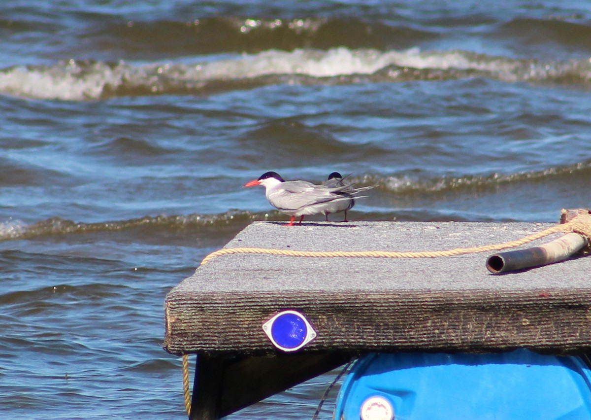Common Tern - ML84891731