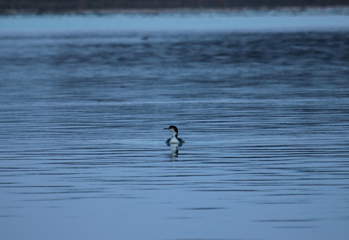 Plongeon huard - ML84893031