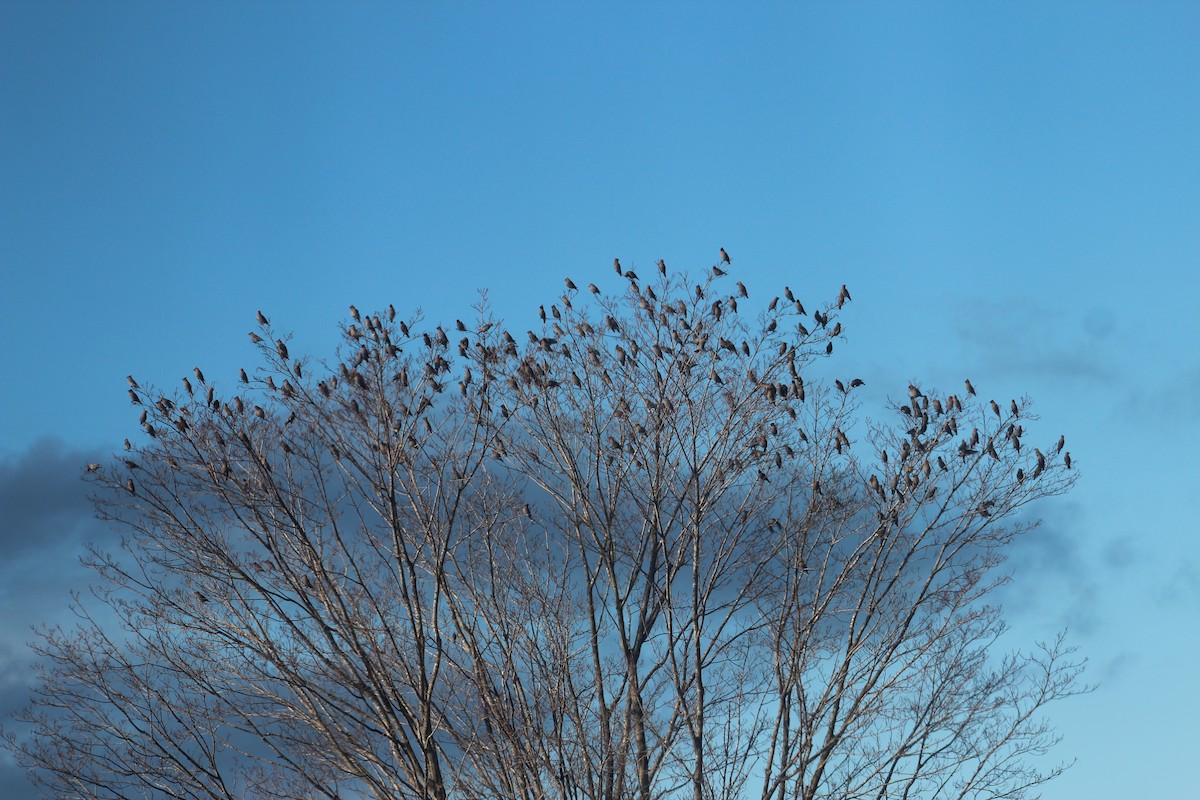 Bohemian Waxwing - ML84895011