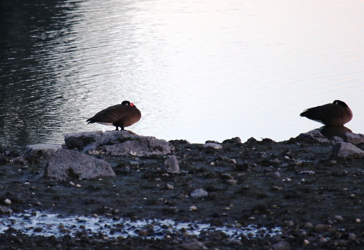 Canada Goose - ML84895481