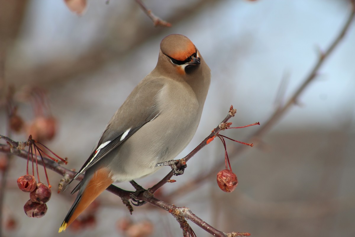 Bohemian Waxwing - ML84896061