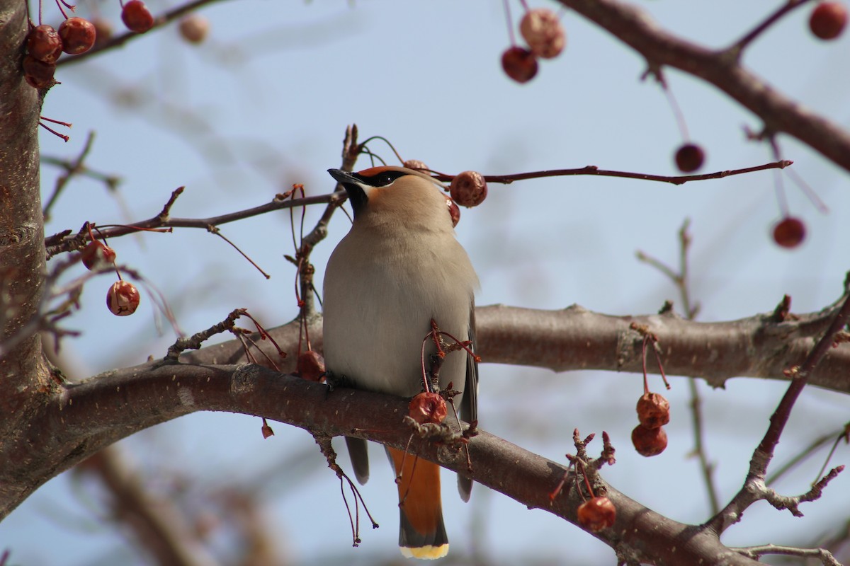 Bohemian Waxwing - ML84896091