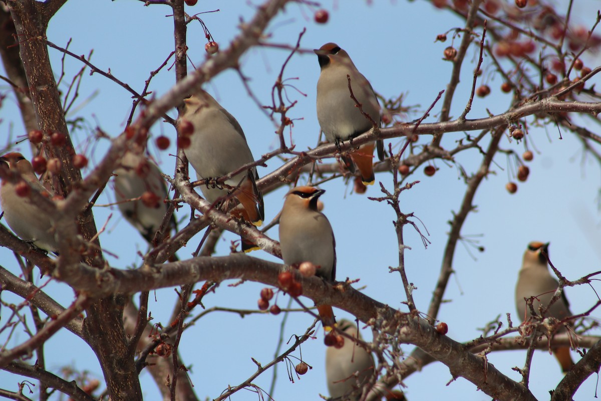 Bohemian Waxwing - ML84896151