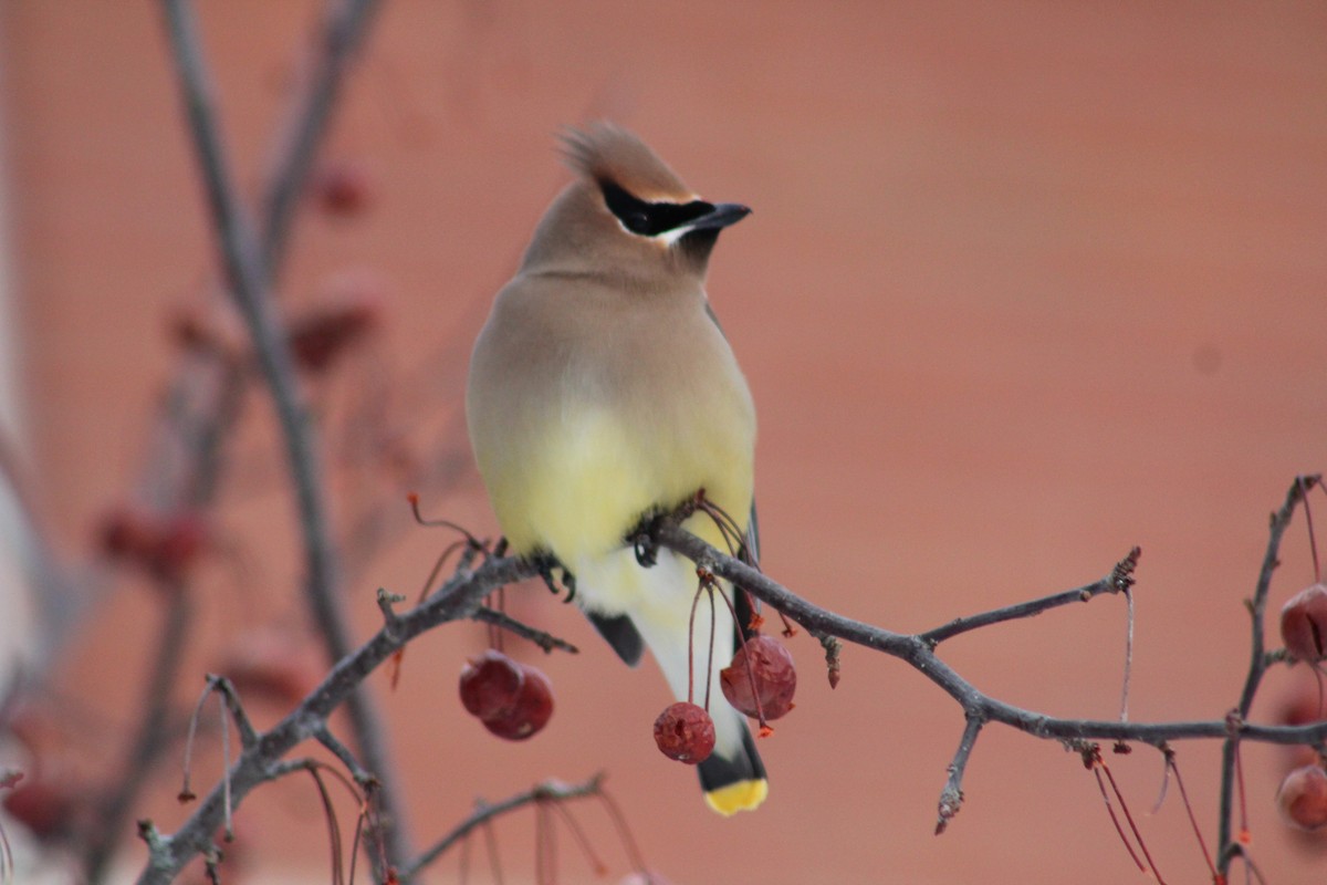 Cedar Waxwing - ML84896191