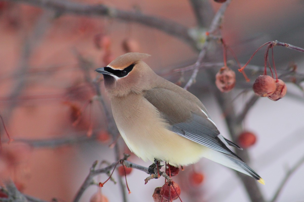 Cedar Waxwing - ML84896201