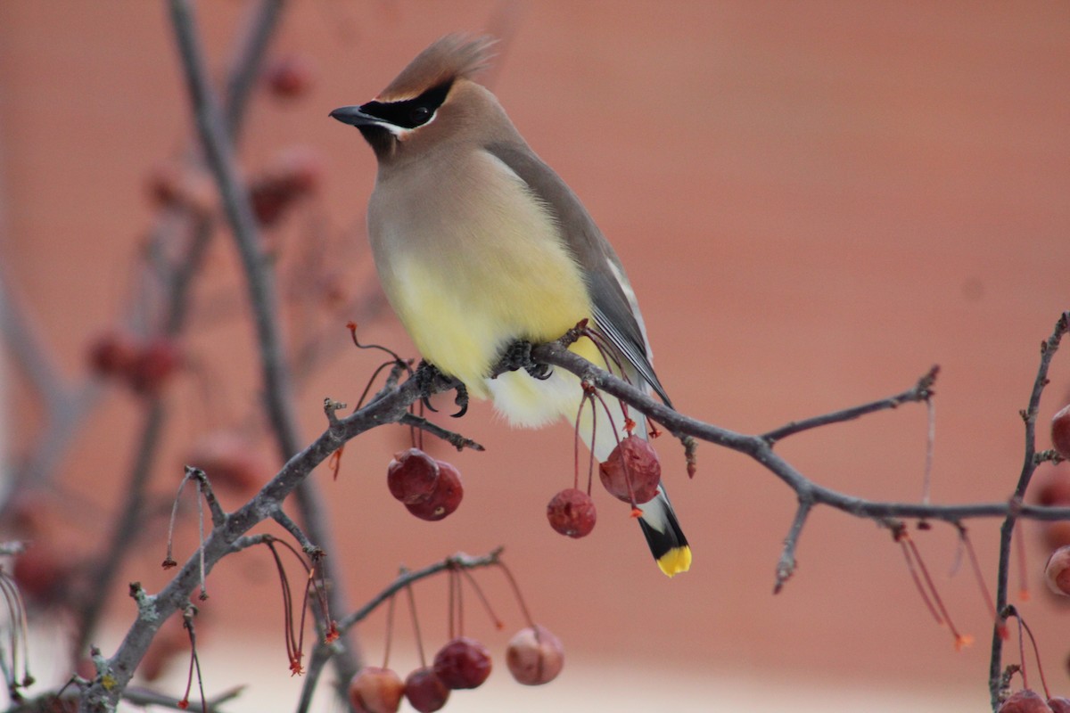 Cedar Waxwing - ML84896221