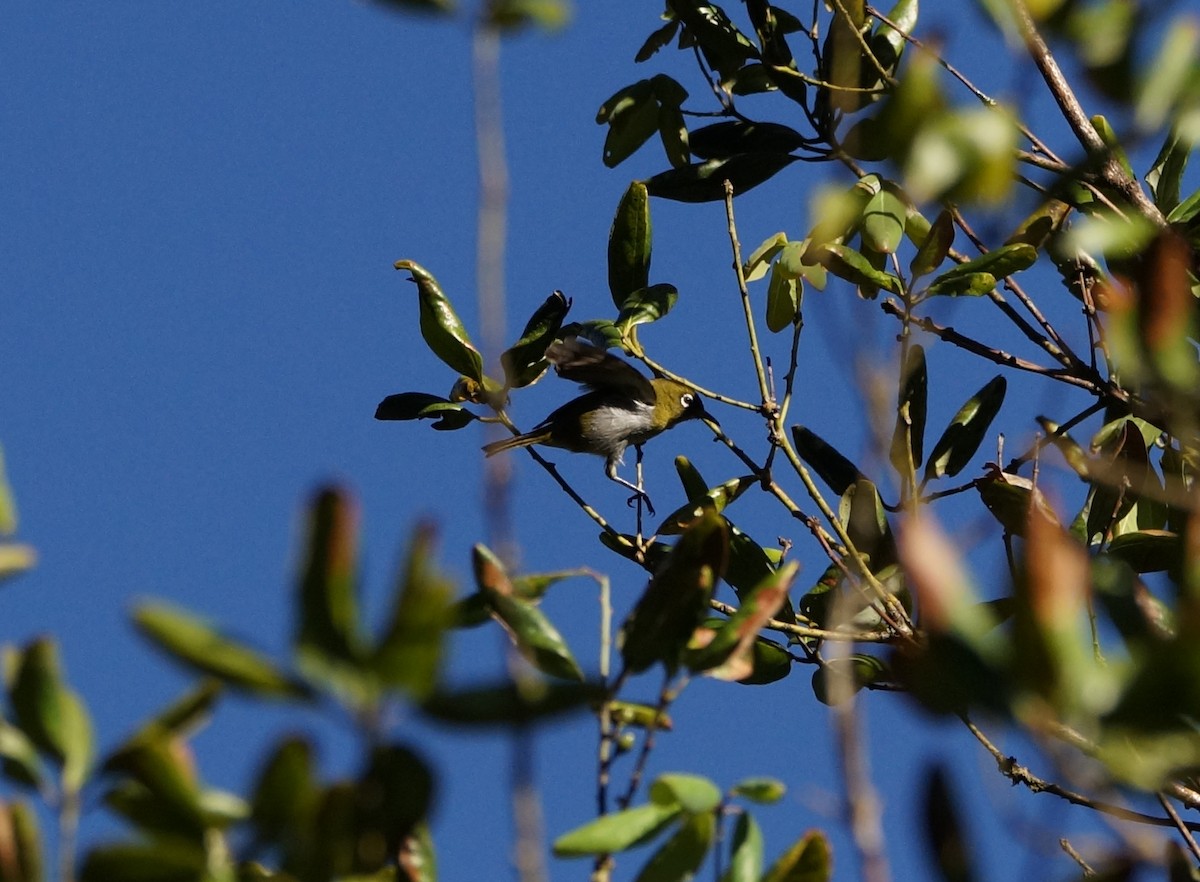 Indian White-eye - ML84896341