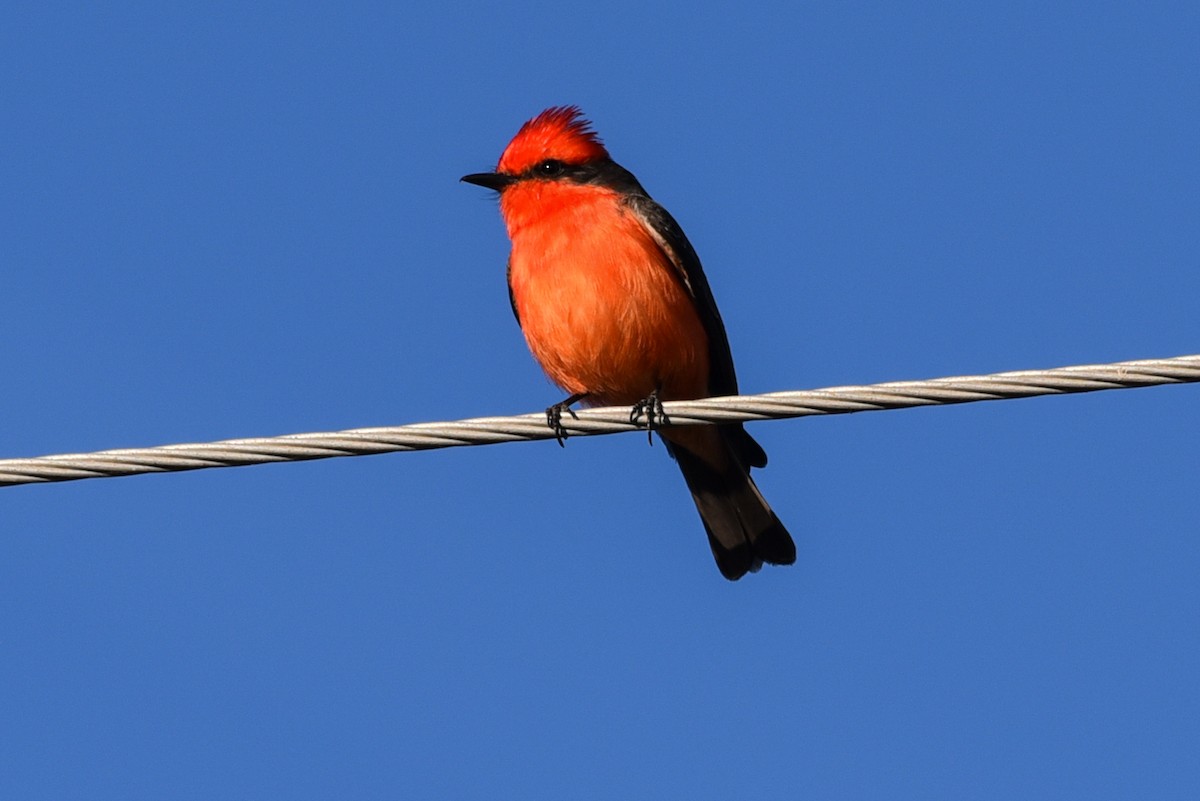 Vermilion Flycatcher - Lee Bush